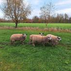 4 zware rammen bleu de main licht gekruist van maart., Tickets en Kaartjes