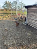 Geit, Dieren en Toebehoren, Schapen, Geiten en Varkens, Geit