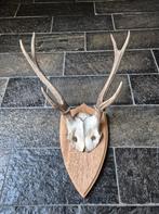 Prachtig Herten Gewei Jacht Hut Mancave Overkapping, Verzamelen, Ophalen of Verzenden, Zo goed als nieuw, Hert, Gewei of Kop