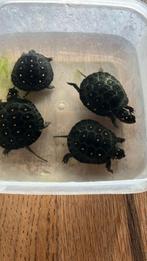 Clemmys gutatta cb 2024, Dieren en Toebehoren