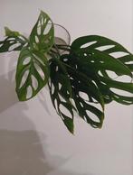 Monstera Adansonii stekje, Huis en Inrichting, Kamerplanten, Ophalen