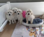 Prachtige golden retrievers pups, CDV (hondenziekte), Meerdere, Golden retriever, 8 tot 15 weken