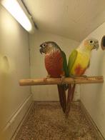 pyrrhura, Dieren en Toebehoren