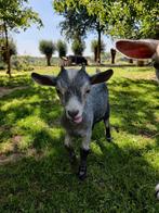 Blauwschimmel Dwerggeitenlam bokje, Dieren en Toebehoren, Mannelijk, Geit, 0 tot 2 jaar