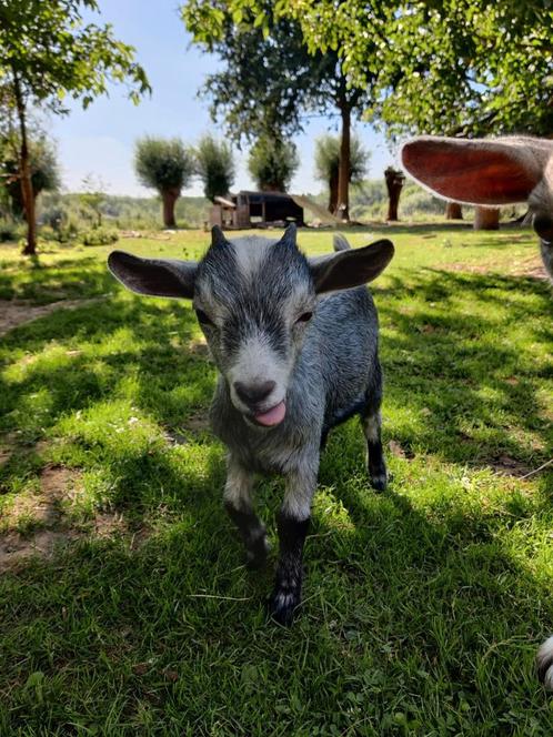 Blauwschimmel Dwerggeitenlam bokje, Dieren en Toebehoren, Schapen, Geiten en Varkens, Geit, Mannelijk, 0 tot 2 jaar