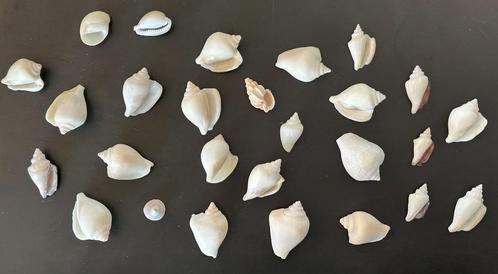 Lot coquillages blancs beiges Cambodge, Verzamelen, Mineralen en Fossielen, Schelp(en), Ophalen