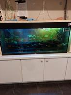 Juwel rio 240, Dieren en Toebehoren, Ophalen, Gebruikt, Gevuld zoetwateraquarium