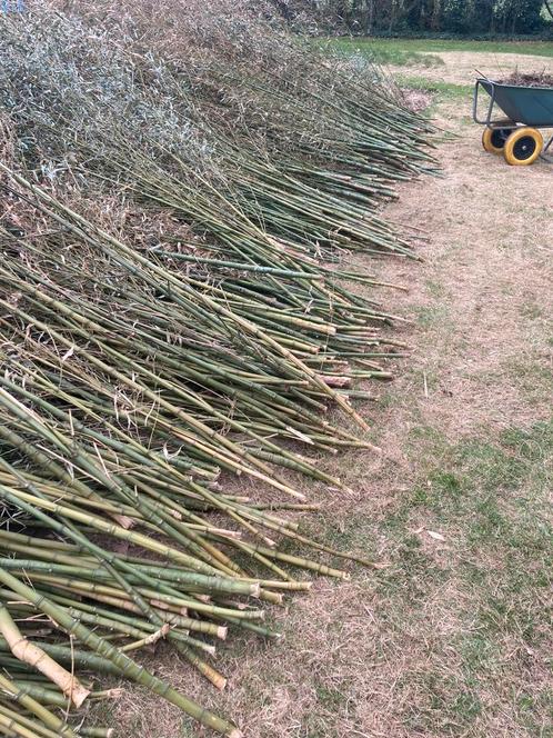 Bamboestokken - bamboe stok - bamboe, Tuin en Terras, Kweekspullen, Overige typen, Ophalen