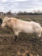 Dekstier15 maanden, Dieren en Toebehoren