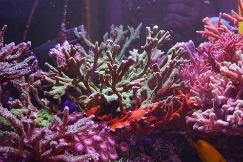 Decorations récifales, Dieren en Toebehoren, Vissen | Aquaria en Toebehoren, Zo goed als nieuw, Sierelement, Ophalen
