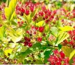 Physocarpus raspberry lemonade-nieuw!-geelgroen blad-bijen!!, Tuin en Terras, Planten | Tuinplanten, Ophalen of Verzenden
