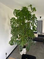 Monstera plant XXL, Overige soorten, Halfschaduw, In pot, 200 cm of meer