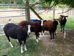 Zwartbles ram lammeren, Dieren en Toebehoren, Schapen, Geiten en Varkens