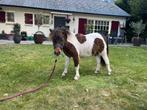 Mooie bonte mini Shetlander, Dieren en Toebehoren, Pony's, Merrie