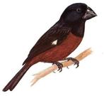 Gezocht Oryzoborus angolensis, Dieren en Toebehoren