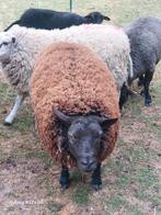 Rammen en ooikes 1,5jaar en 6maand, Mannelijk, Schaap, 0 tot 2 jaar