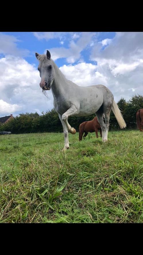 C Pony (Welsh ) te koop, Dieren en Toebehoren, Pony's, Merrie, Niet van toepassing, C pony (1.27m tot 1.37m), Springpony, 7 tot 10 jaar