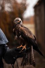 🦅 Stage de fauconnerie – Expérience unique avec rapace 🦅, Enlèvement, Neuf