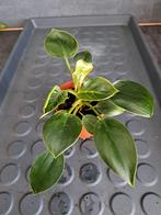 Philodendron birkin nr 16, Ophalen