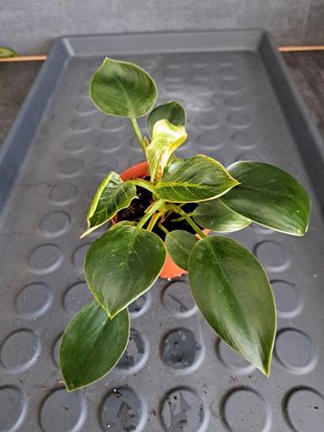 Philodendron birkin nr 16 beschikbaar voor biedingen