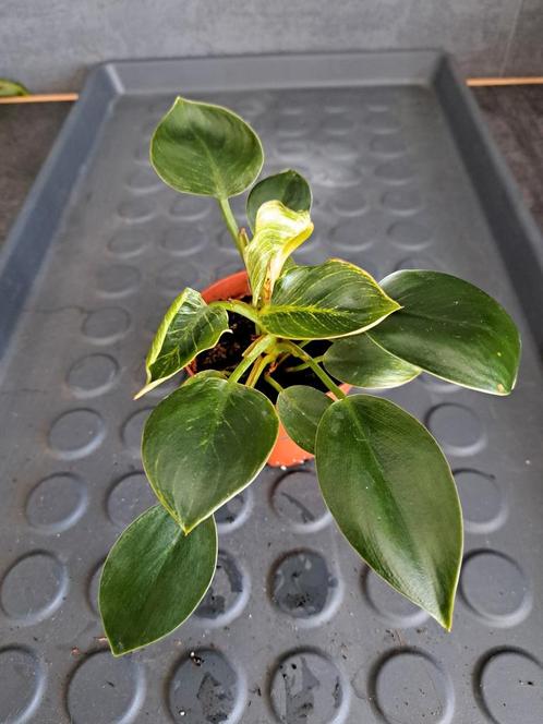 Philodendron birkin nr 16, Huis en Inrichting, Kamerplanten, Ophalen