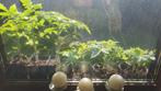 Plants tomate, Voorjaar, Ophalen, Volle zon
