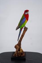 Opgezette prachtrosella - Wildernis Atelier, Ophalen of Verzenden, Nieuw, Vogel, Opgezet dier