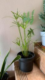 Papyrus of parapluplant 45 cm met pot, Ophalen