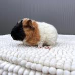 US Teddy Cavia beertje, Mannelijk, Cavia, Tam