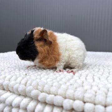 US Teddy Cavia beertje beschikbaar voor biedingen