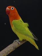 Groen opaline dilute / blauw of turquoise / pale fallow, Mâle, Perroquet nain ou Inséparable, Bagué