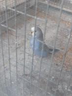 Jonge grasparkieten, Dieren en Toebehoren, Vogels | Parkieten en Papegaaien, Meerdere dieren, Parkiet, Geringd