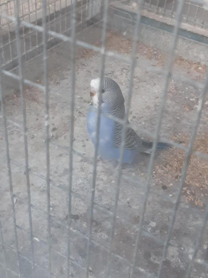 Jonge grasparkieten, Dieren en Toebehoren, Vogels | Parkieten en Papegaaien, Parkiet, Meerdere dieren, Geringd