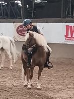 Lieve C-pony in zeer goede conditie, Ruin, C pony (1.27m tot 1.37m), 11 jaar of ouder