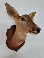 Taxidermie herten kop., Ophalen of Verzenden, Gebruikt, Hert