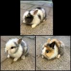 Dwergkonijntje leeuwenkopje, Dieren en Toebehoren