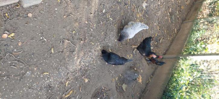 Kippen, Dieren en Toebehoren, Pluimvee, Kip, Vrouwelijk