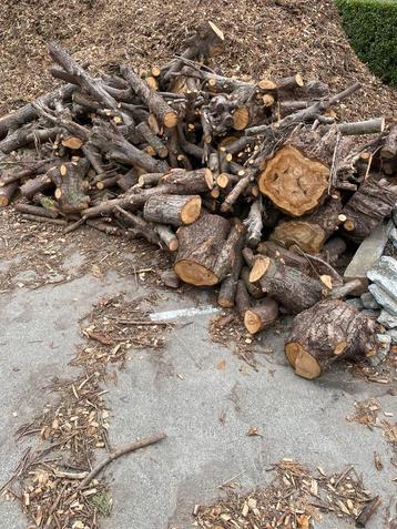 Brandhout spar beschikbaar voor biedingen