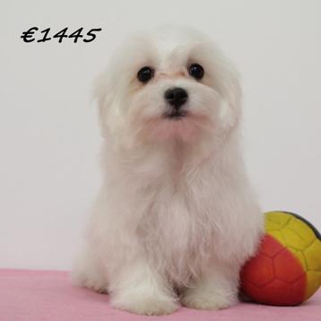 Maltezer - puppy's te koop (Belgisch) beschikbaar voor biedingen