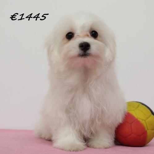 Maltezer - puppy's te koop (Belgisch), Dieren en Toebehoren, Honden | Chihuahua's en Gezelschapshonden, Meerdere dieren, Maltezer