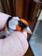 Major putter., Dieren en Toebehoren, Vogels | Overige Vogels, Mannelijk, Wildzangvogel, Geringd