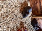 Vlaamse reus: mogen nestje verlaten, Dieren en Toebehoren, Groot, Vrouwelijk, 0 tot 2 jaar