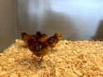 Rhode Island red kriel kuikens hennetjes, gesekst en ingeënt, Vrouwelijk, Kip