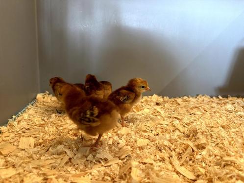 Rhode Island red kriel kuikens hennetjes, gesekst en ingeënt, Dieren en Toebehoren, Pluimvee, Kip, Vrouwelijk