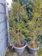 spar, Tuin en Terras, Planten | Bomen, Halfschaduw, Overige soorten, Lente, 100 tot 250 cm