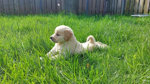 Golden retriever pups, Dieren en Toebehoren, Honden | Retrievers, Spaniëls en Waterhonden, Meerdere dieren, Golden retriever, Fokker | Professioneel