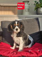 king charles pups, Dieren en Toebehoren, Honden | Retrievers, Spaniëls en Waterhonden, België, Reu, CDV (hondenziekte), 8 tot 15 weken