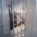 pilicornis 1q 240-280w | mieren ant mierenkolonie, Dieren en Toebehoren, Insecten en Spinnen, Mieren