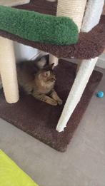 Kittens te koop, Meerdere dieren, Gechipt, 0 tot 2 jaar