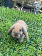 Nestje schattige dwerghangoortjes, Meerdere dieren, Dwerg, Hangoor, 0 tot 2 jaar